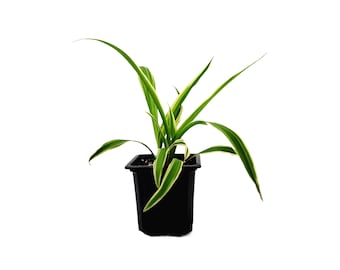 Reverse Variegated Spider Plant - Chlorophytum comosum ‘Reverse’ in 3-inch Pot, Air Purifier, Easy Indoor Houseplant