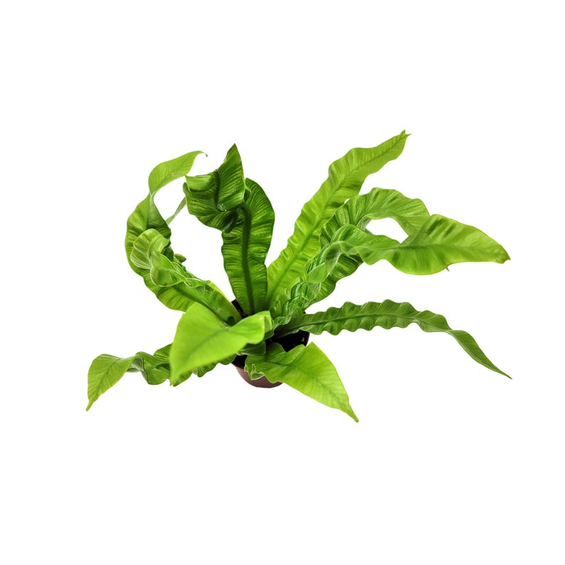 May include: A green bird's nest fern plant in a brown pot. The fern has long, curled fronds.