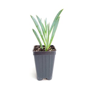 May include: A small potted succulent plant with long, thin, blue-green leaves. The plant is in a black plastic pot with drainage holes.