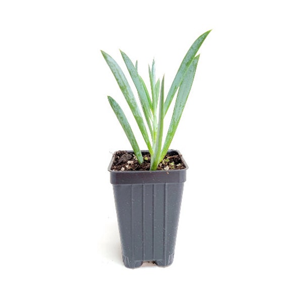 Curio Mount Everest Plant, Curio ficoides – Houseplant, Foliage Plant, Succulent - 2.5" Deep Pot