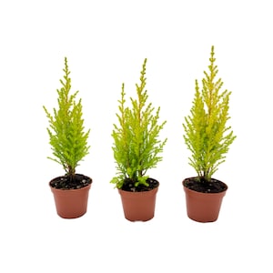 Starter of Lemon Cypress Tree, Cupressus macrocarpa, Goldcrest Cypress – Lemon Fragrance, Bonsai Tree – 2.5” Pot Free Heat Pack