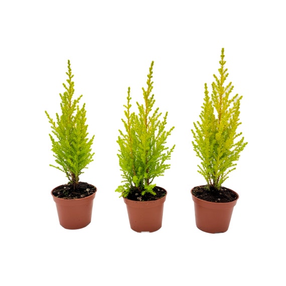 lipo c cypress Starter of Lemon Cypress Tree, Cupressus Macrocarpa, Goldcrest Cypress –  Lemon Fragrance, Bonsai Tree – 2.5” Pot Free Heat Pack
