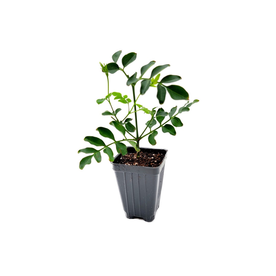 Upright Common Jasmine, Jasminum Officinale, Simply Jasmine, Poet's