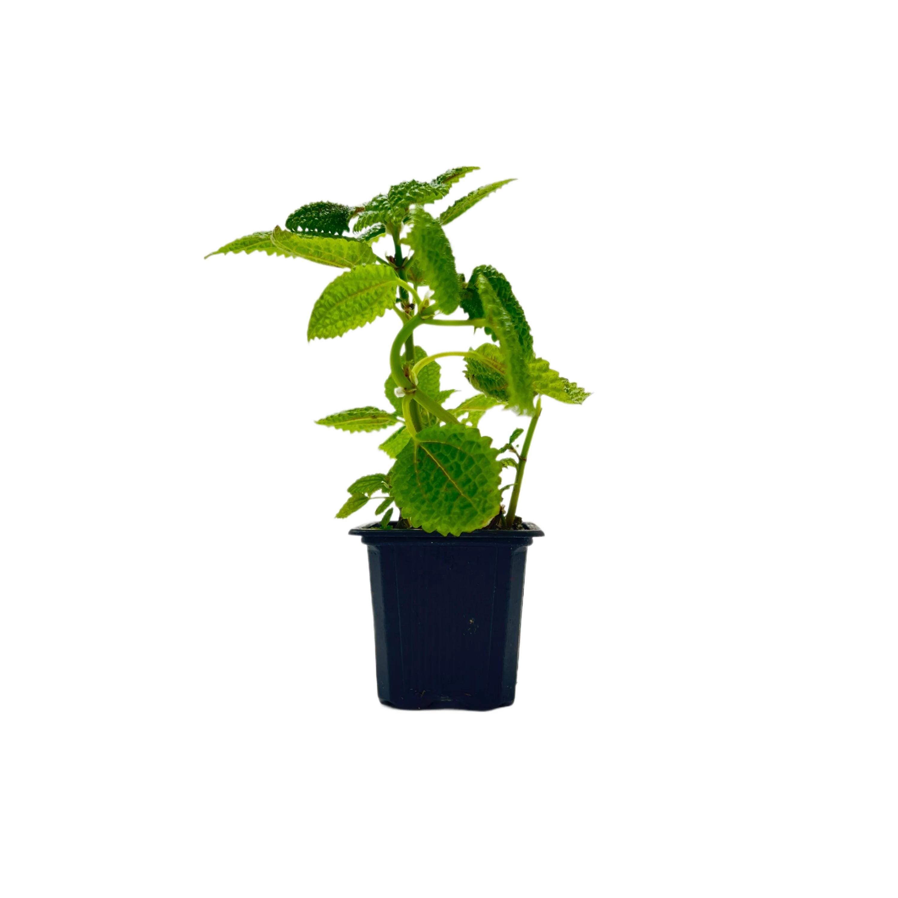 3-inch Moon Valley Pilea (pilea Mollis) - Textured Foliage Houseplant for  Indoor Decor & Easy Care - Etsy