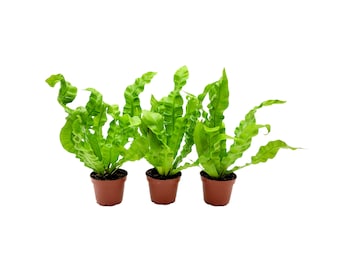3 Pots of Crispy Wave Fern, Birds Nest Fern – Houseplants, Gift Plants, Bathroom Plants, Terrarium Plants, Air Purifier, 2.5” Pot