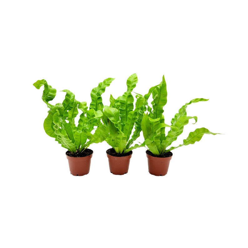 May include: Three potted green curly fern plants in brown pots against a white background.
