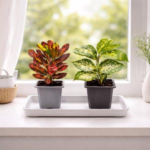 indoor fiddle leaf fig tree fiddle leaf fig artificial tree|fiddle leaf fig tree artificial|artificial fig  trees|artificial fig tree|artificial fiddle leaf fig tree|fig tree faux   Palm Bungalow