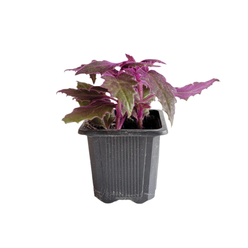 2-PK of Purple Passion Plant (2 Counts), Gynura aurantiaca, 3-inch Pot, Fuzzy Purple Indoor Houseplant, Pet Safe afbeelding 2