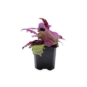 2-PK of Purple Passion Plant (2 Counts), Gynura aurantiaca, 3-inch Pot, Fuzzy Purple Indoor Houseplant, Pet Safe afbeelding 4