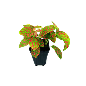 May include: A potted polka dot plant, featuring green leaves speckled with red spots. The plant is in a small, square black plastic pot. The background is plain white, highlighting the plant's vibrant colors and unique pattern.