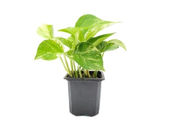Marble Queen Pothos Plants in a 3-inch Pot, Easy-Care Trailing Houseplant with Variegated Foliage