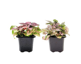 2-PK of Polka Dot Plants (2 Count), Hypoestes phyllostachya, 3-inch Pots, Colorful Indoor Houseplant with Pink and Green Foliage for Low