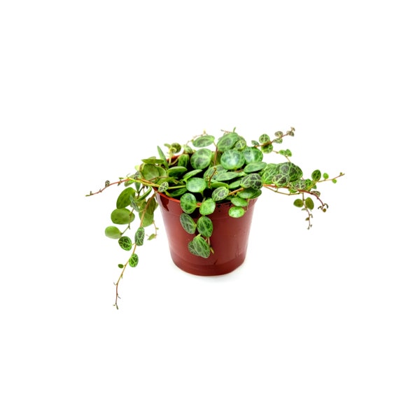 String of Turtles, Peperomia prostrata – Houseplants, Foliage Plants, Hanging Basket – 2.5” Pot