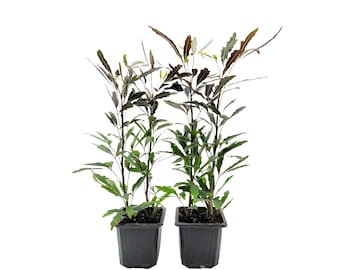 2-PK of False Aralia - Schefflera Elegantissima Live Plant in 3-inch Pot, Elegant Finger Leaf Tropical Houseplant (2 Count)