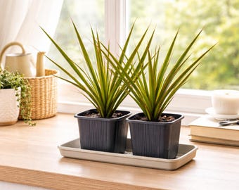 Dracaena Marginata Live Plant (Dragon Tree) - 2-PK Houseplant in 3" Nursery Pot, Air Purifying Tropical Plant for Home, Office Desk Décor