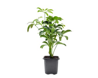 Arboricola - Schefflera Arboricola Live Plant in 3" Pot, Easy Care Dwarf Umbrella Tree Houseplant