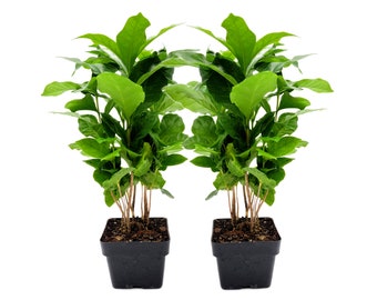 May include: Two green coffee plants in black pots, each with multiple stems and leaves. The plants are on a white background.