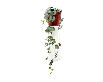 String of Hearts, Ceropegia woodie, Rosary Vine, Chain of Hearts, Chinese Lantern – Houseplant, Vining Plant, Hanging Basket – 2.5” Pots