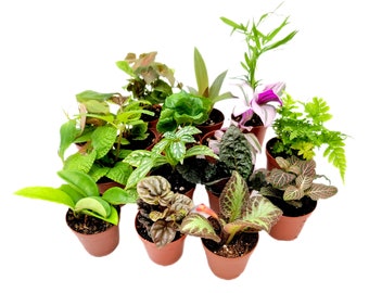6 Pots of Live Plant Collection, Live Indoor Houseplants, House Plants,  Home and Office Dcor, 3-inch Pots