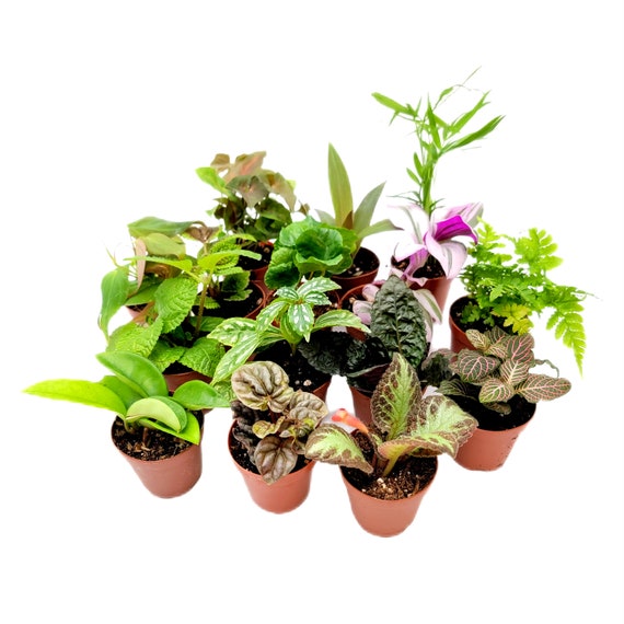 6 Pots of Live Plant Collection, Live Indoor Houseplants, House Plants,  Home and Office Dcor, 3-inch Pots - Etsy