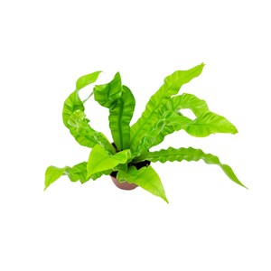 May include: A green bird's nest fern plant in a brown pot. The fern has long, curled fronds.