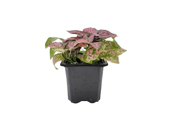 Polka Dot Plant, Hypoestes phyllostachya, 3-inch Pot, Colorful Indoor Houseplant with Pink and Green Foliage for Low Light Spaces