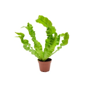 May include: A green fern plant with curly fronds growing in a brown pot. The plant is isolated against a white background.