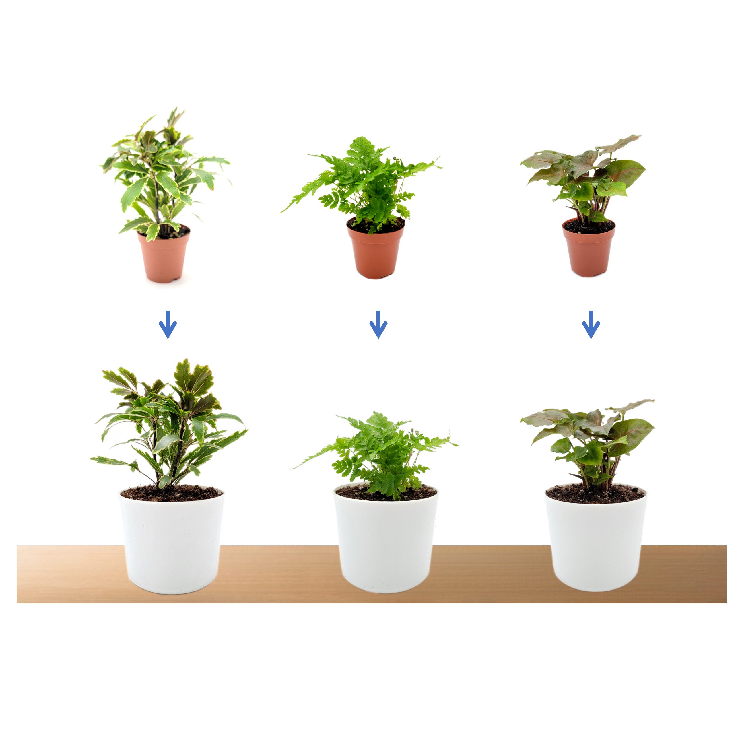 6 Pots of Live Plant Collection, Live Indoor Houseplants, House Plants,  Home and Office Dcor, 3-inch Pots - Etsy