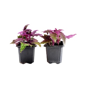 2-PK of Purple Passion Plant (2 Counts), Gynura aurantiaca, 3-inch Pot, Fuzzy Purple Indoor Houseplant, Pet Safe afbeelding 1