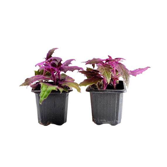 2-PK of Purple Passion Plant (2 Counts), Gynura aurantiaca, 3-inch Pot, Fuzzy Purple Indoor Houseplant, Pet Safe