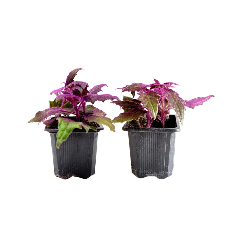 2-PK of Purple Passion Plant (2 Counts), Gynura aurantiaca, 3-inch Pot, Fuzzy Purple Indoor Houseplant, Pet Safe afbeelding 1