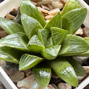 Rare Haworthia &#39;Moon or Moonstone&#39; Succulent
