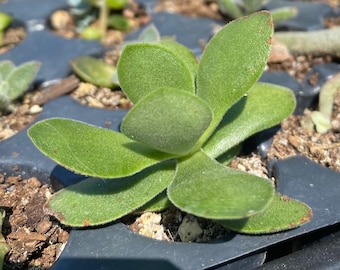 Crassula swaziensis "Money Maker" succulent