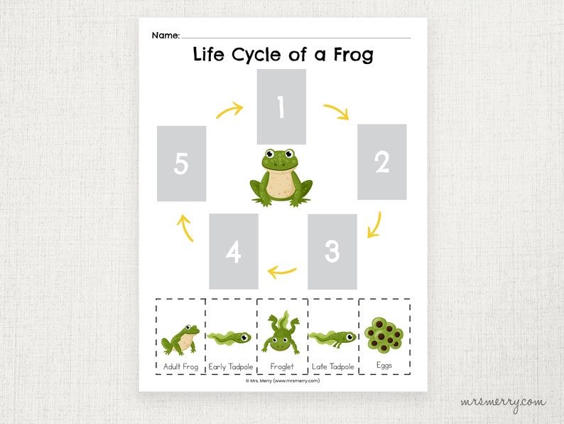 Froglets Eyfs Life Cycle of a Frog Matching Printable Worksheet for Classroom - Etsy