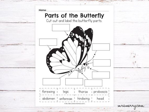 Parts of the Butterfly Worksheet - Etsy