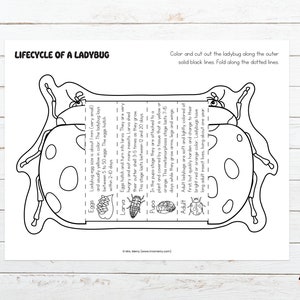 Lifecycle of a Ladybug Foldable Template, Ladybird Kids Craft, Kids ...