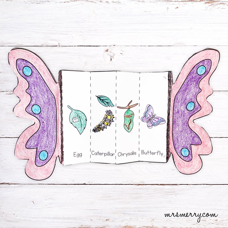 Foldable Butterfly Life Cycle Printable Etsy