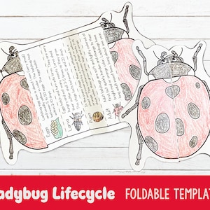 Lifecycle of a Ladybug Foldable Template, Ladybird Kids Craft, Kids Scient, Insect Theme, Cut and Paste