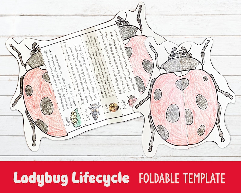 Lifecycle of a Ladybug Foldable Template, Ladybird Kids Craft, Kids ...