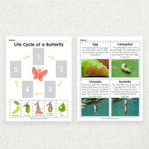 Butterfly Life Cycle for Kids Printable - Etsy