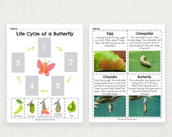 Ciclo de vida de la mariposa para niños imprimible