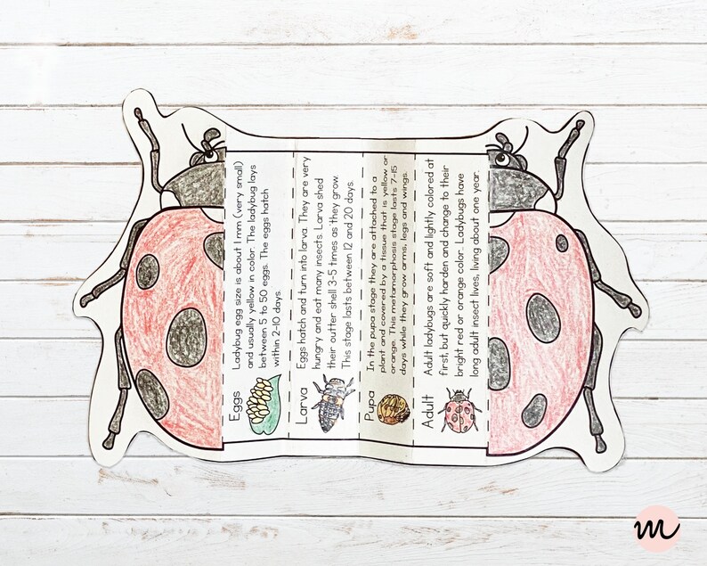 Lifecycle of a Ladybug Foldable Template, Ladybird Kids Craft, Kids ...