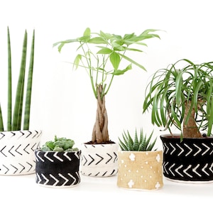 以下が含まれることがあります： 幾何学模様の白黒のパターンで飾られたプランターに入った5つの鉢植えの植物。植物には、ヘビの植物、マネーツリー、多肉植物、その他の植物2つが含まれています。