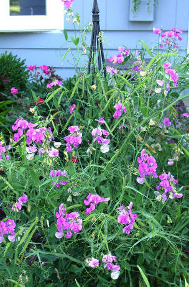 Perennial Sweet Pea Seeds image 3