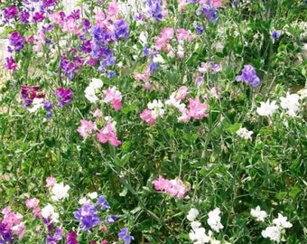 Columbine Mix Seeds