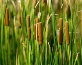 100 Cattail Seeds - Typha latifolia - Bulrushes
