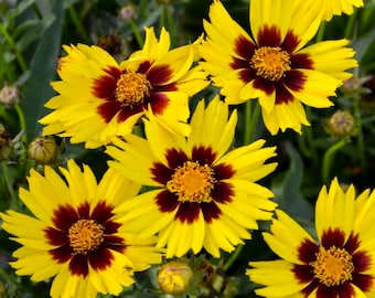 25 Perennial Sunfire Coreopsis Seeds