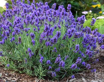 May include: A close-up of a lavender plant in bloom, with purple flowers and green leaves. The plant is growing in a garden bed with brown mulch.