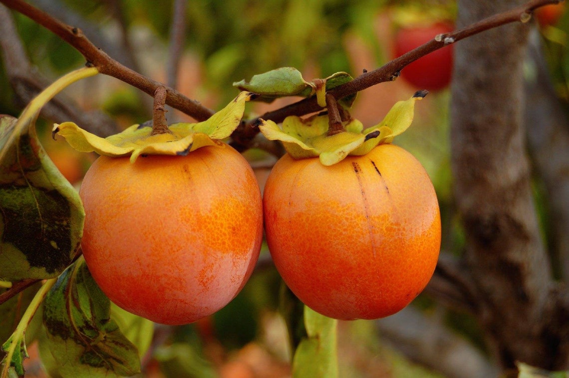 Native Heirloom American Persimmon Seeds 15 Seeds Etsy
