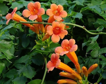 25 Orange Trumpet Vine seeds